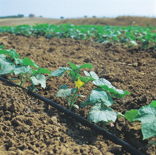 drip irrigation