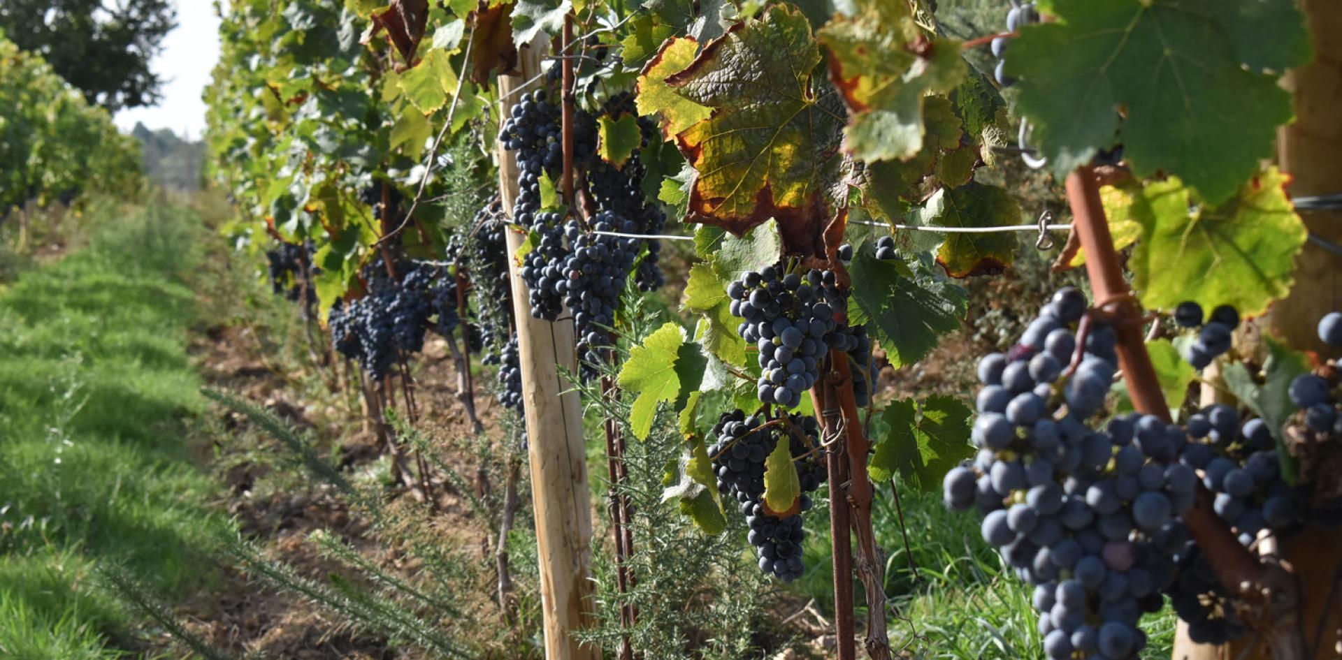 La vigne est considérée comme une culture résistante à la sécheresse en raison de sa structure racinaire, de sa capacité à stocker des réserves et de sa capacité d'adaptation physiologique par la fermeture partielle des stomates. 