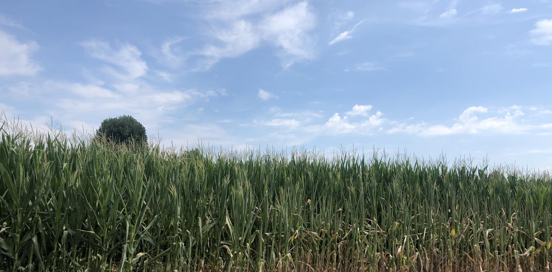 A corn crop requires a substantial amount of water, on average 500-700mm of water to complete its growth cycle.