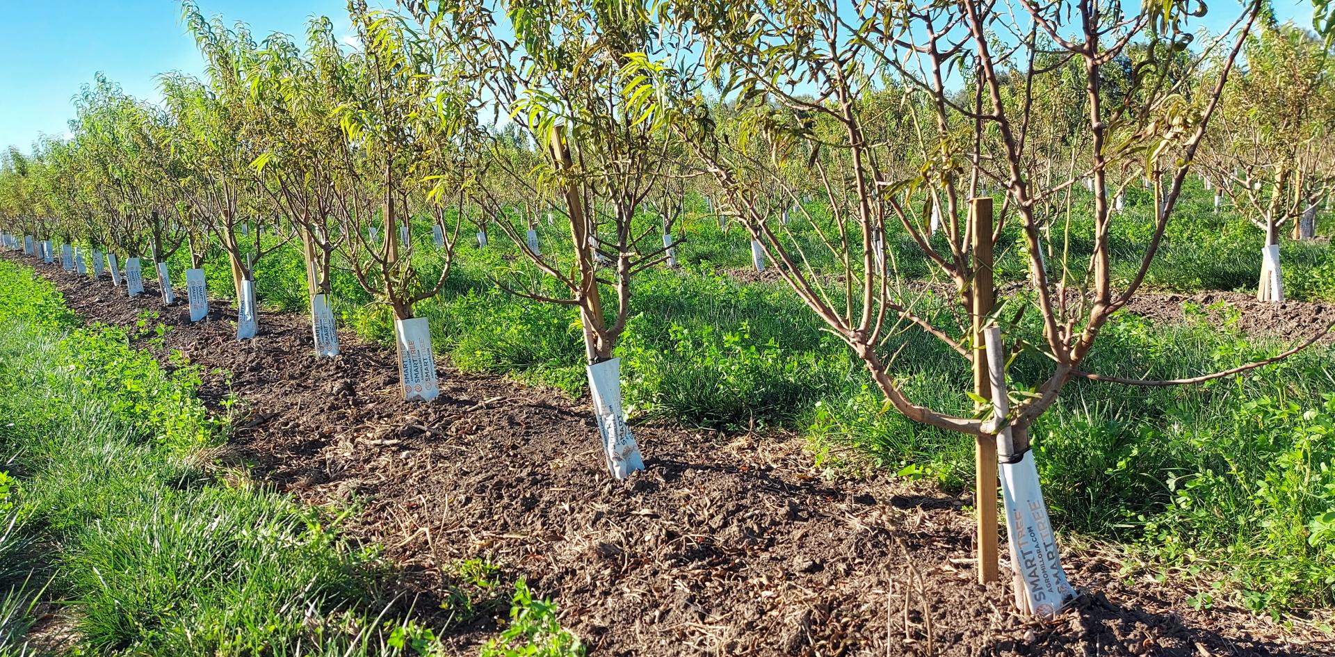 Comment réussir son intallation de goutte-à-goutte enterré 