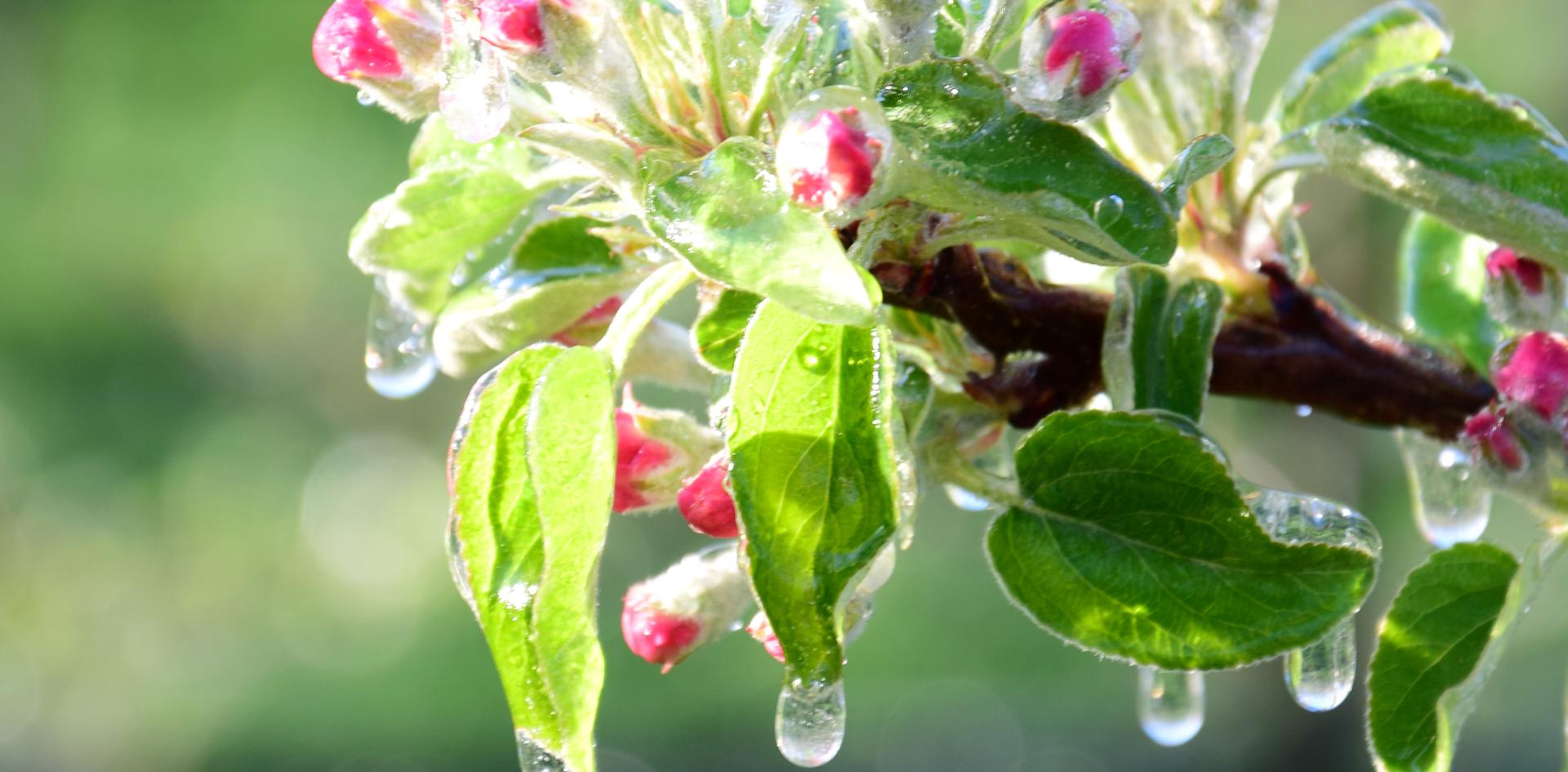 Comment protéger les cultures contre le gel ?