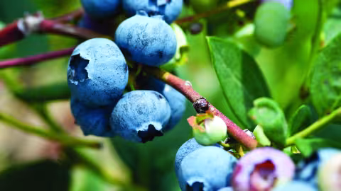 Blueberries grow mainly in temperate zones of the Northern Hemisphere, at altitudes between 500 and 2,500 meters, particularly in Europe, the United States, and Canada