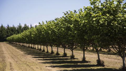 Sur l’ensemble du territoire français, c’est encore plus de 60% des vergers de noix qui ne sont pas irrigués. Et parmi les vergers irrigués, à peine plus du tiers sont équipés avec des systèmes de micro-irrigation.