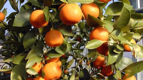 Viveros Alcanar has two activities, a nursery for citrus plants covering 40 hectares and a citrus production operation in pots which covers 12 hectares