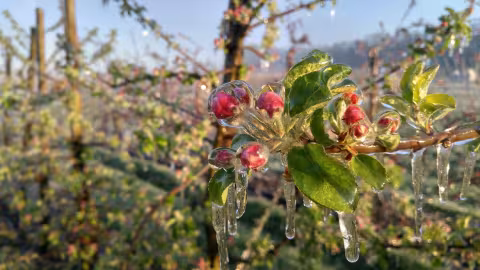 the frost did not spare anyone in France