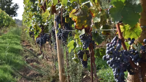 IRRIGATION OF THE GRAPE VINE: REQUIREMENTS AND CRITERIA