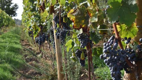 IRRIGATION OF THE GRAPE VINE: REQUIREMENTS AND CRITERIA