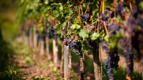 Vines: Manage the yield and quality of your grape harvest each year