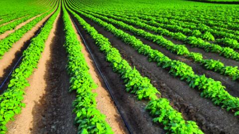 The precision of drip irrigation allows better control of the soil moisture content, thus avoiding waterlogging - a recurring problem with traditional irrigation. This not only improves the quality of the potatoes, but also minimises the risk of diseases linked to excess water.