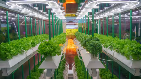 L'hydroponie est-elle de l'irrigation ?