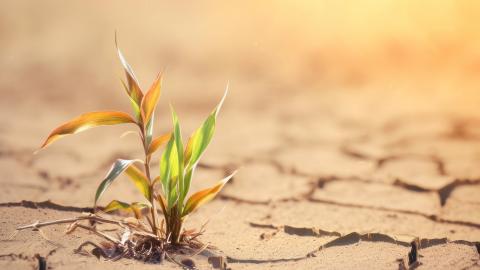 Sécheresse : la France est dans une "phase critique" du réchauffement climatique