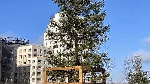 Five 15-metre-tall sequoias were planted in a park in the city of Asnières