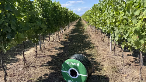 subsurface drip irrigation for vineyards 