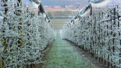 As ambient air temperatures plummet below freezing, water from the sprinklers crystalizes, emanating around 80 calories of heat for every gram that solidifies. The resultant ice shield insulates the plant from freezing temperatures, preventing potential damage