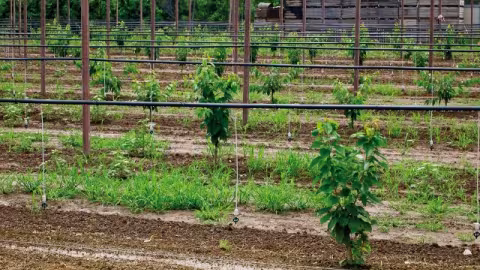 Mini sprinkler irrigation is located a micro-irrigation approach which uses a low pressure system in a solid permanent or a seasonal installation