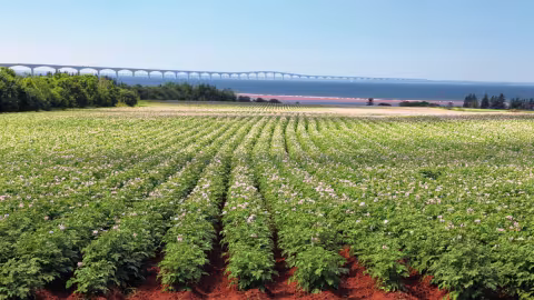 EXAMPLE DESIGN. MICROSPRINKLERS WITH POTATOES.
