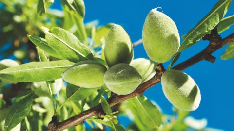 The growing fruit (it’s a drupe) is similar to a peach until it approaches maturity.