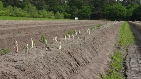 asperge covid