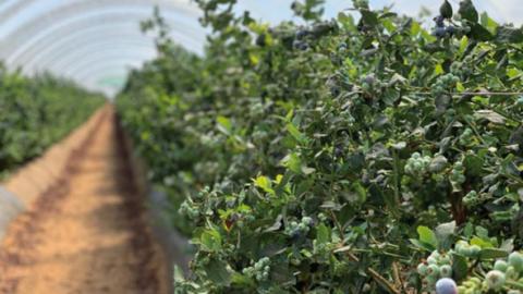 BLUEBERRIES : land preparation and irrigation needs