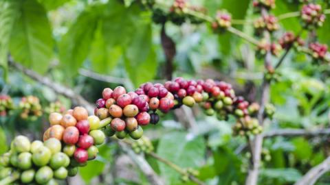 Les caféiers produisent des fruits charnus, rouges, violets, ou jaunes, appelés cerises de café, à deux noyaux contenant chacun un grain de café