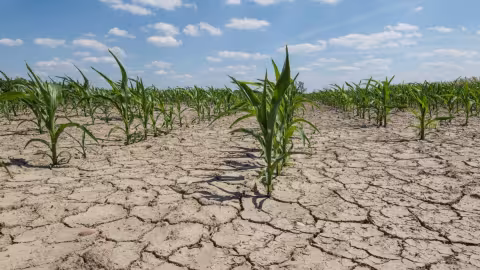 climate change