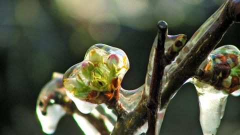 Lorsque les températures sont très basses la glace peut se former à l'intérieur des tissus végétaux, endommager les cellules végétales et provoquer la destruction des fruits.