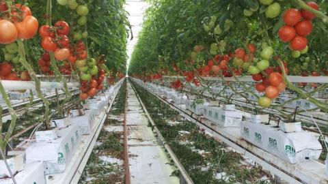 Culture de tomates hors-sol