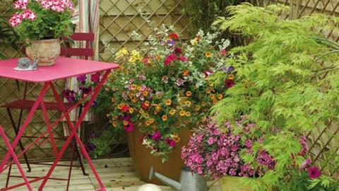 Returning from your holidays is always an anxious moment if you have plants on the balcony or on the terrace