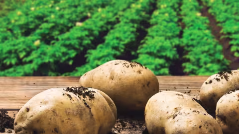  Precision Irrigation Adds 12% to Potato Yields