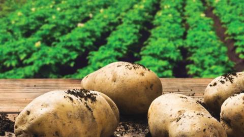  l’irrigation de précision augmente de 12 % le rendement des pommes de terre