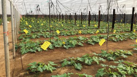 Drip Irrigation And Fertigation, An Inseparable Duet