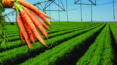 le bio progresse en france