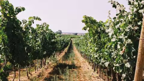 irrigation des vignobles