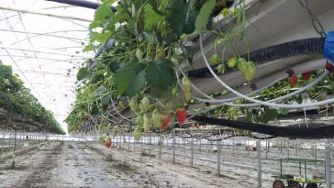 Pour le bon développement de la culture, le système d’irrigation doit alimenter en continue et précisément la plante en eau et en substances nutritives. De sa qualité va dépendre le rendement final du procédé