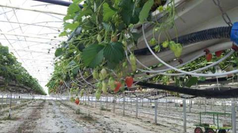 Pour le bon développement de la culture, le système d’irrigation doit alimenter en continue et précisément la plante en eau et en substances nutritives. De sa qualité va dépendre le rendement final du procédé