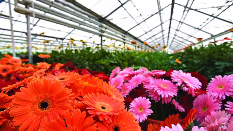 flowers crops in Netherlands