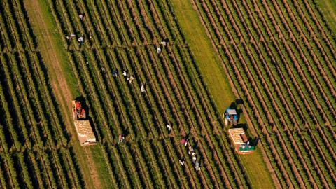 L'irrigation goutte à goutte souterraine