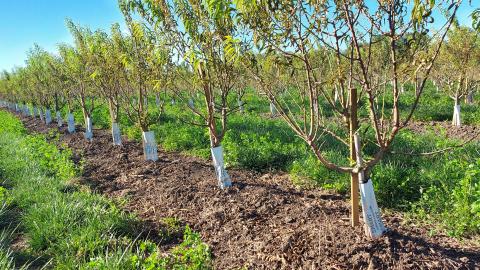 Comment réussir son intallation de goutte-à-goutte enterré 