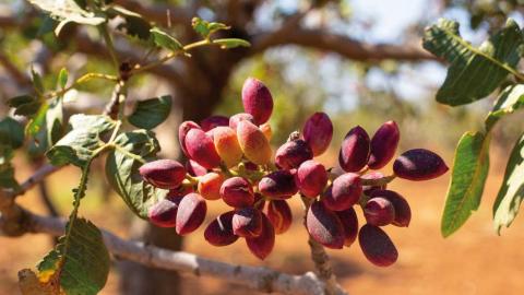 Pistachio: Precision irrigation for watering the green gold