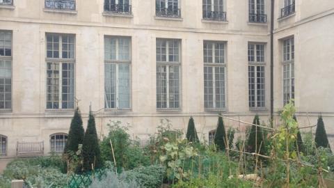 un potager urbain dans le centre de Paris, dans le quartier du Marais