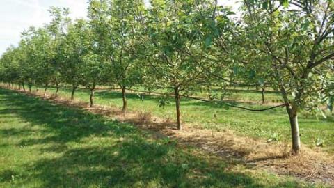 The static sprinklers have different dustribution patterns : full-circle, half-circle, 3000 sector and other sectors that are used to keep the tree trunk dry. 