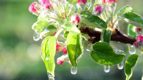 Comment protéger les cultures contre le gel ?