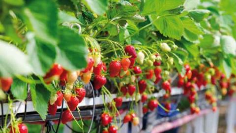 Parmi les facteurs clés du succès de la production de petits fruits, la gestion de l'irrigation est primordiale.