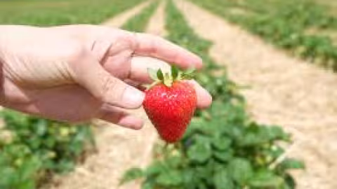 impact du Covid sur la production de fraise en france