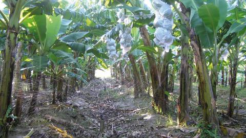 L’irrigation par aspersion a augmenté la production de banane du Ghana de 35 % !