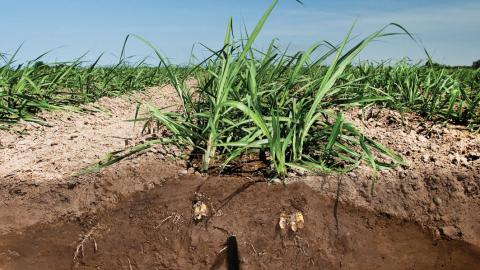 Une bonne maintenance vous permettra à coup sûr d’être dans la catégorie « cultivateur heureux »  qui bénéficie des avantages économiques fournis par la SDI.