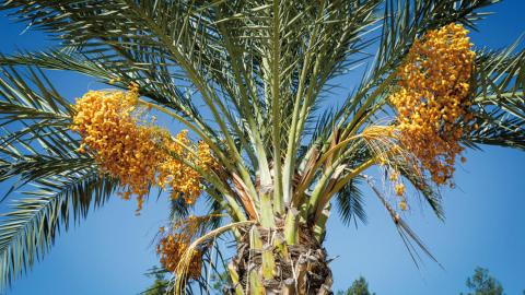 The world consumption of dates has increased so much that it is expected that 30% more will be produced in 2025 than in 2018. 