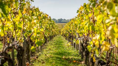 "Le moment est venu de faire le point sur l’irrigation de la vigne"