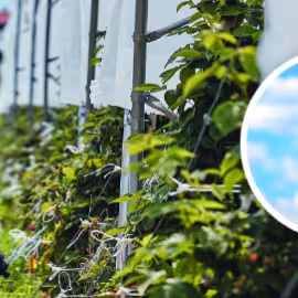 Irritec : EVO Radio System® 