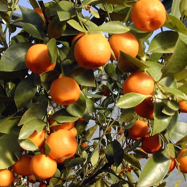 Viveros Alcanar has two activities, a nursery for citrus plants covering 40 hectares and a citrus production operation in pots which covers 12 hectares